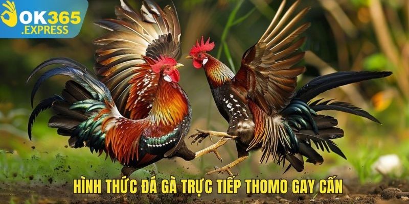 Hình thức đá gà trực tiếp Thomo gay cấn