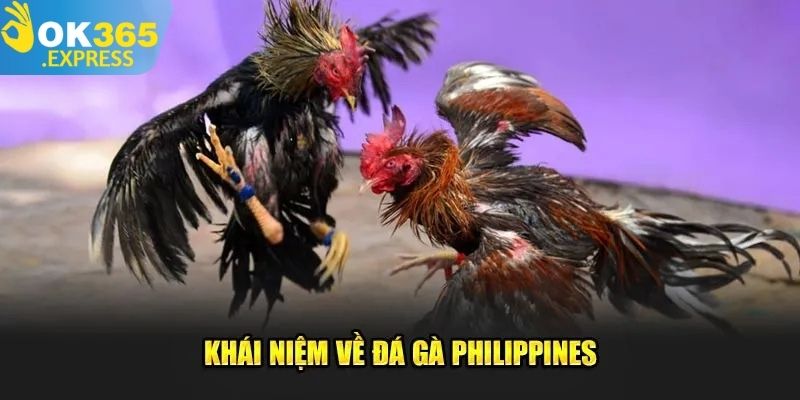 Tìm hiểu về hình thức đá gà Philippines thú vị