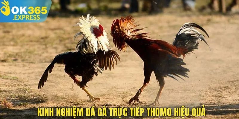 Kinh nghiệm đá gà trực tiếp Thomo hiệu quả