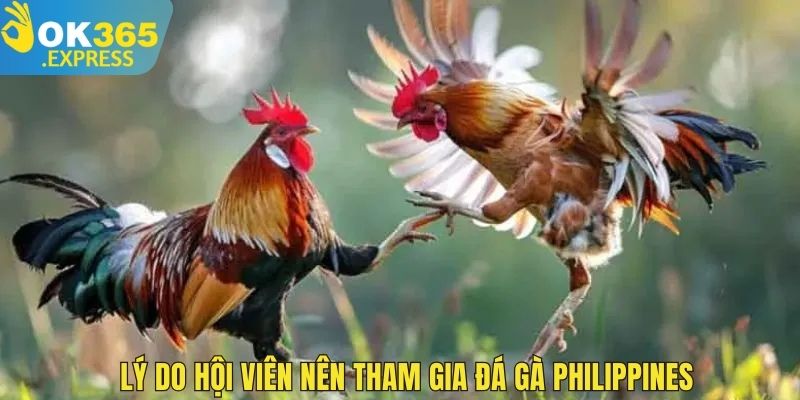 Lý do hội viên nên tham gia đá gà Philippines